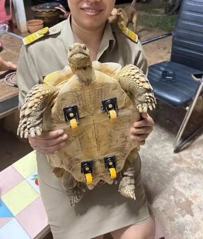 图中一位面带微笑的制服人员双手捧着一只陆龟，这只陆龟的背甲上安装了四个带黄色滚轮的固定装置，显然是为了帮助这只行动不便的乌龟更好地移动，相当于给它装上了“代步滚轮”。背景是一个室内的日常工作区域，能看到黑色办公椅、桌面和其他杂物，整体画面传递出对动物的关怀与救助的暖心氛围，没有双关、谐音梗或暗示内容。