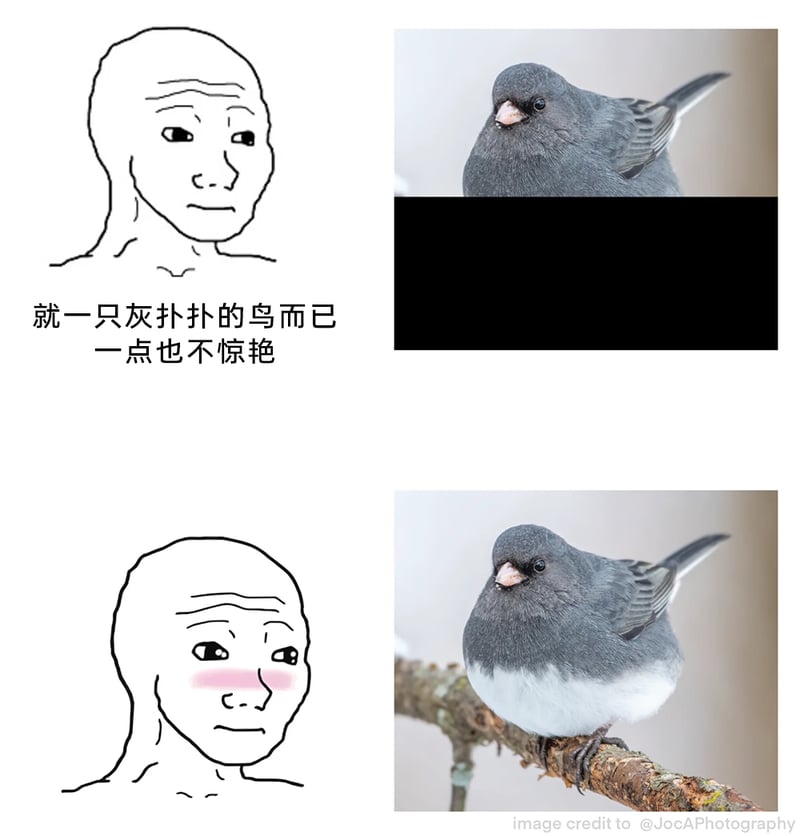 真实野生鸟类