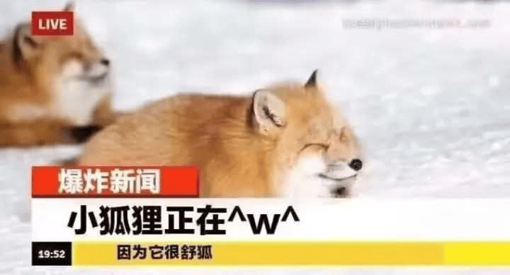 狐狸