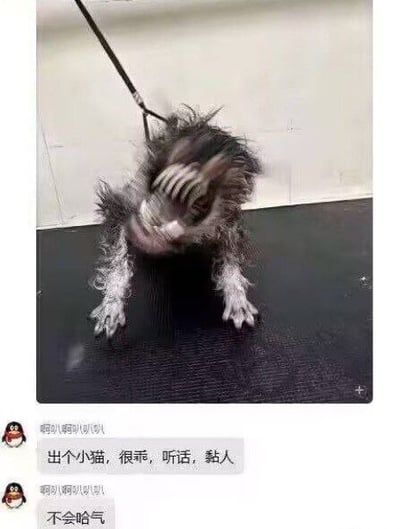 图片中是一只毛发略显凌乱的小猫，被一根黑色牵引绳牵着，前爪撑在黑色垫子上，姿态有些紧张。图片下方配有文字：“啊咧咧咧咧咧 出个小猫，很乖，听话，黏人 不会哈气”，疑似用于宠物交易的宣传内容。