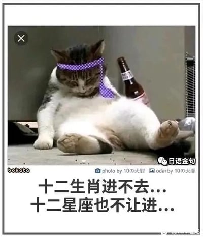 这是一张文字加注的照片改图，主体是一只戴着紫色格纹头巾的猫咪，它双腿分开瘫坐在地面上，身体向后倚靠，旁边放置着一瓶打开的酒瓶，猫咪低垂着眼睑，神情看起来沮丧又颓废。图片下方配有中文文案“十二生肖进不去...十二星座也不让进...”，用猫咪的颓废无奈姿态，调侃它既不属于十二生肖的范畴，也不在十二星座的分类里，仿佛被所有常见的属相与星座归类排除在外，营造出一种自嘲又搞笑的幽默氛围，适合用来表达自己被群体排除、找不到归属的沮丧或自嘲情绪。