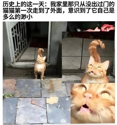 图片上方配有文字“历史上的这一天：我家里那只从没出过门的猫猫第一次走到了外面，意识到了它自己是多么的渺小”，下方是多图拼接的橘猫照片。左侧主图中橘猫站在门口台阶上，尾巴翘起，仰头望向远方；右侧上图为橘猫特写，眯眼张嘴，表情夸张；右侧下图是猫咪脸部超近景，瞪大双眼、嘴巴微张，展现出初次接触外界的惊讶与敬畏感。整体通过猫咪的反应幽默演绎了“走出舒适区后意识到自身渺小”的场景。