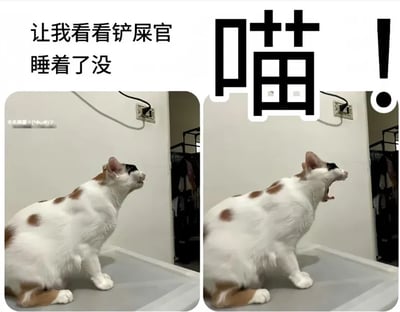这是一张左右对比的图文混排图，展示了同一只白棕黑三色猫咪的两个不同状态：左侧图中，猫咪蹲在平面上，侧头看向画面外，表情平静，配文“让我看看铲屎官睡着了没”，仿佛在悄悄观察铲屎官的状态；右侧图里，这只猫咪张大嘴巴，表情夸张，像是在大声叫喊，画面上配有放大的艺术字“喵！”，模拟猫咪的叫声。整体通过猫咪前后状态的反差，营造出搞笑趣味的氛围，还原了猫咪调皮的日常，仿佛是猫咪确认情况后故意发出声响，充满了宠物与主人相处的趣味感。