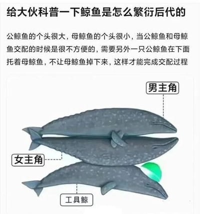 这是一张搞笑科普风格的图片，上方有标题“给大伙科普一下鲸鱼是怎么繁衍后代的”，下方配有文字说明和三只鲸鱼的插图。文字内容虚构了鲸鱼交配的过程，称公鲸鱼个头大、母鲸鱼个头小，交配时需要另一只公鲸鱼在下面托着母鲸鱼。插图中三只鲸鱼上下排列，分别标注为“男主角”“女主角”和“工具鲸”，最下方的“工具鲸”头部有绿色光源。
