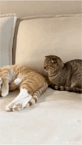 这是一段动态GIF，画面里一只橘白相间的猫咪以非常放松甚至有点奇葩的姿势侧躺在浅色沙发上，将后腿抬起搭在自己身上，姿态十分随性。旁边的狸花猫则趴坐在沙发上，一脸嫌弃又无奈地扭头看着橘猫，仿佛对它的行为无法理解。整个场景充满了搞笑的日常感，治愈又有趣，完美展现了宠物之间的可爱互动。