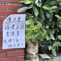 图片展示了一只慵懒的长毛胖猫趴在绿植旁的地面上，旁边的红砖墙贴着一张手写白色告示，内容为“请不要投喂此猫 它饱了 吃多了我 铲屎到了”。铲屎官用幽默的倒装句式吐槽猫咪吃多后自己要承担大量铲屎工作的无奈，画面真实又搞笑，精准戳中养猫人的日常痛点。