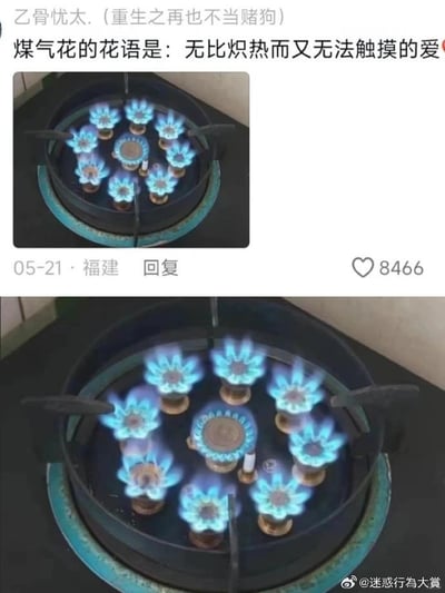 这是一张由社交媒体评论截图和燃气灶特写组成的上下拼接梗图。上方截图显示网友“乙骨忧太.（重生之再也不当赌狗）”在05-21（521网络情人节）于福建发布评论，将燃气灶燃烧时形状酷似花朵的蓝色火焰命名为“煤气花”，并赋予其“无比炽热而又无法触摸的爱”的花语；下方是燃气灶火焰的清晰特写，火焰的形态确实如同绽放的花朵，完美呼应了评论里的创意解读。这个玩梗内容用接地气的日常事物制造浪漫笑点，既贴合火焰“炽热却不能触碰”的特性，又借521的氛围增添了趣味。