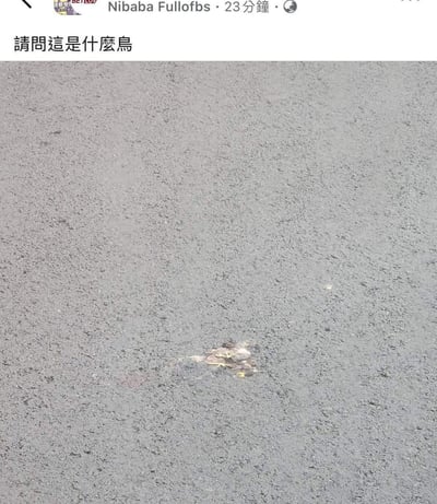 这是一张社交平台的发帖截图，发帖人发布了一张路面上被车辆碾轧得几乎只剩残骸的鸟类照片，并配文“请问这是什么鸟”，形成无厘头的搞笑效果。由于鸟类已经被压得完全无法通过外观辨认种类，这个看似认真的提问本身就充满了幽默感，属于用日常尴尬场景制造笑点的搞笑内容。
