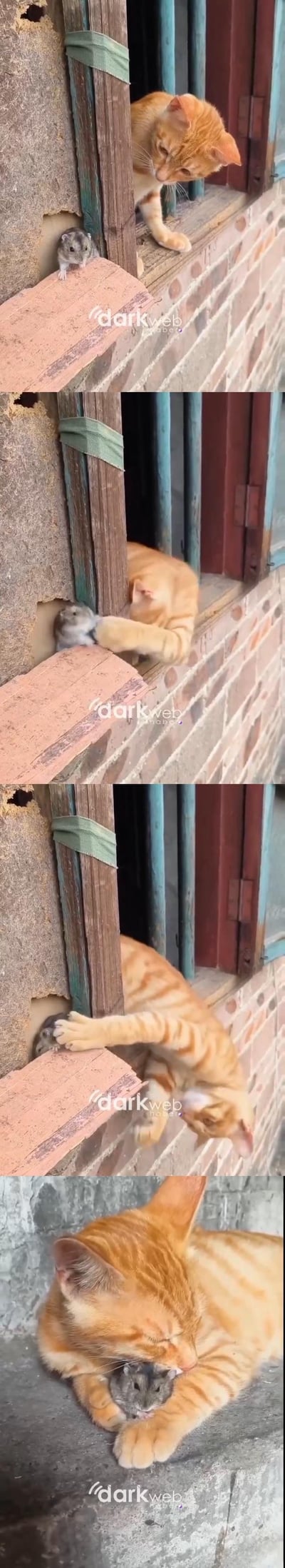 这是一组由四张实拍图拼接成的连环图，记录了橘猫和小仓鼠的温馨互动：
1. 第一张图：小仓鼠从老旧墙洞探出头，橘猫在窗沿上低头温和地注视着它；
2. 第二张图：橘猫伸出爪子轻轻触碰小仓鼠，动作轻柔没有攻击性；
3. 第三张图：橘猫用爪子按住小仓鼠，自己却重心不稳翻出了窗户；
4. 第四张图：橘猫抱着小仓鼠趴在地上，亲昵地蹭着它。

原本是天敌关系的猫和鼠，却展现出了如同好友般的亲密互动，打破了大众对猫鼠关系的固有认知，画面既搞笑又治愈。