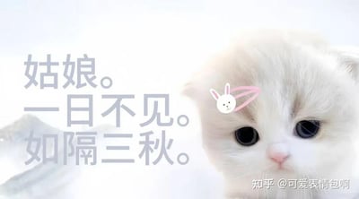 图片主体为一只戴着粉色兔子发夹的白色猫咪，背景为浅色渐变。左侧配有半文半白的文字“姑娘。一日不见。如隔三秋。”，右下角有“知乎 @可爱表情包啊”的水印。整体通过将可爱猫咪与“古风小生”梗的经典尴尬语录结合，形成幽默反差效果。