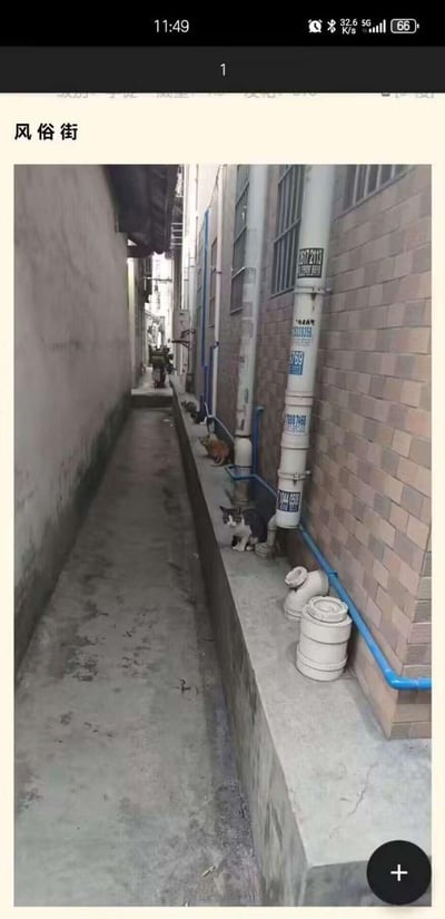 这是一张拍摄于名为“风俗街”的居民区狭窄小巷的照片，小巷两侧是紧邻的居民楼建筑，右侧墙根的水泥台面上，从近到远依次蹲着三只猫咪：一只黑白花色猫、一只橘猫、一只深色小猫，它们都安静地待在管道旁，显得十分平和。小巷的地面有些潮湿和污渍，整体场景充满了生活化的气息，展现了居民区里流浪猫的日常状态。图片中没有双关、谐音梗或暗示内容。