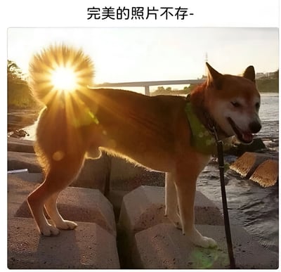 图片中是一只戴着绿色项圈的柴犬，正站在水边的石墩上。背景是夕阳西下的景象，阳光从柴犬的尾巴后方照射过来，蓬松的尾巴毛发被阳光照亮，形成了类似太阳耀斑的效果，看起来仿佛太阳从狗尾巴处升起。图片上方配有文字“完美的照片不存-”，幽默地暗示这张本应完美的照片因为尾巴与太阳的巧合而产生了有趣的“瑕疵”，实则增添了趣味性。