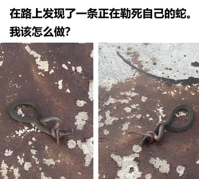 图片上方配有文字'在路上发现了一条正在勒死自己的蛇。我该怎么做?'，下方是两张左右对比的照片。左侧照片中，一条蛇在生锈的地面上身体缠绕成环状，头部似乎被自己的身体缠绕；右侧照片角度略有不同，展示了蛇缠绕的另一侧面。整体营造出一种荒诞又搞笑的氛围，让人对蛇的这一行为感到困惑。
