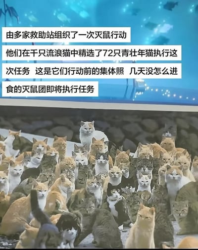 这张图文混排的搞笑梗图，上方为蓝色水底风格背景，搭配四行白色背景的黑色文字，虚构了救助站挑选72只饿了几天的青壮年流浪猫组成灭鼠团、即将执行任务的背景设定，称下方聚集的猫群是灭鼠团行动前的集体照；画面下半部分是数十只不同花色的猫咪密密麻麻聚集在一起，大多朝向镜头方向注视，看起来气势十足，搭配原标题里老鼠视角的吐槽“完了冲我来的”，营造出强烈的反差搞笑效果。