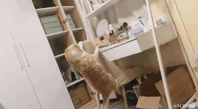 这是一段动态GIF，画面中一只橘色猫咪站在书桌前的椅子上，前爪搭在书桌边缘，整个脑袋埋进桌上的容器内，专注地探索里面的东西。背景是摆放着白色收纳柜和各类桌面杂物的房间，猫咪的动作滑稽又调皮，展现了宠物日常的搞笑瞬间。