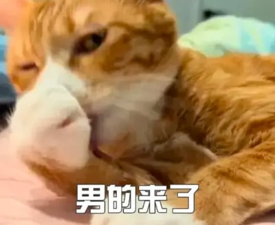 这是一张趣味网络表情包，画面主体是一只橘白相间的真实猫咪，它用爪子捂住自己的嘴，一只眼睛半睁，表情看起来戏谑又带着点八卦感，图片下方配有白色文字“男的来了”。这张图通常用于社交聊天场景，用来调侃式地通知他人有男性到来，或是营造八卦、预警的轻松氛围，没有双关、谐音梗等特殊隐含内容。