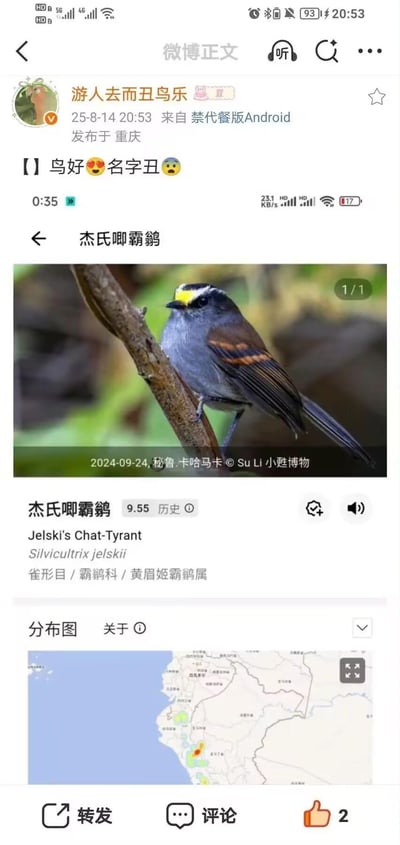 这是一条来自微博的内容截图，用户「游人去而丑鸟乐」发布动态，配文「鸟好😍名字丑😨」，分享了名为杰氏唧霸鹟的鸟类。图中展示了该鸟类的实拍照片：它停在树枝上，有着灰蓝的胸腹、带棕红斑纹的翅膀，头顶点缀黄白色羽冠，外形精致可爱；但名字「杰氏唧霸鹟」直白又接地气，和可爱外形形成反差。同时还附带了该鸟类的科普信息，包括学名、生物分类、拍摄时间地点（2024年9月24日秘鲁卡哈马卡），以及分布地图，引发对鸟类名字的趣味吐槽。