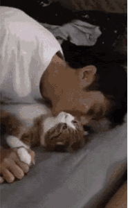 这是一段动态GIF，画面中一位穿白色上衣的男子侧躺在床上，将脸亲昵地贴在一只棕白相间的小猫身上蹭来蹭去，男子脸上满是满足的神情；而被蹭的小猫则皱着眉头，眼神看起来无奈又嫌弃，一动也不动地躺着，温馨的互动中带着满满的反差感，十分搞笑。