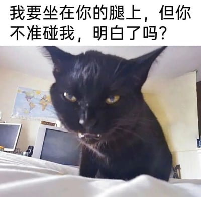 图片上方配有黑色粗体文字：“我要坐在你的腿上，但你不准碰我，明白了吗？”，下方是一只黑猫的特写照片。黑猫眼神锐利，瞳孔呈黄色，耳朵竖起，嘴巴微张露出牙齿，表情看起来有些严肃甚至带点凶巴巴，背景中隐约可见房间内的电脑显示器和世界地图海报。整体通过拟人化的文字与猫咪的傲娇表情形成幽默对比，展现出一种“霸道又傲娇”的反差萌。