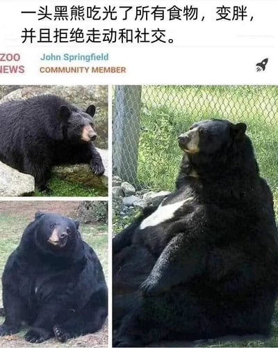 这是一张多图拼接的静态梗图，由三张不同状态的黑熊照片组成，依次展示了这头黑熊从体型正常到逐渐发胖的过程：左上角的黑熊体型标准，趴在园区的石块上；左下角的黑熊已经有明显的发胖迹象，乖乖坐在草地上；右侧的黑熊则肥胖程度严重，瘫软地靠在围栏边，姿态慵懒怠惰。图片上方配有中文文字“一头黑熊吃光了所有食物，变胖，并且拒绝走动和社交”，用黑熊的变化来调侃现实中一些人过度饮食后变得慵懒、不愿活动和社交的“躺平”状态，通过动物的真实状态制造出搞笑的共鸣感。