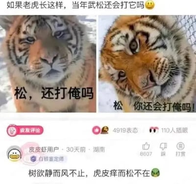 图片为左右对比的两张老虎特写。左侧老虎表情略显平静，面部叠加文字“松，还打俺吗”；右侧老虎歪头做出可爱表情，叠加文字“松 你还会打俺吗！”。图片顶部配有文字“如果老虎长这样，当年武松还会打它吗😉”，引发关于经典故事中武松打虎场景的幽默联想。底部显示来自皮皮虾平台的用户评论：“树欲静而风不止，虎皮痒而松不在😷”，进一步用谐音梗（“松”指武松）调侃老虎卖萌求放过的场景。整体通过萌化的老虎形象与传统认知中凶猛老虎的反差制造笑点。