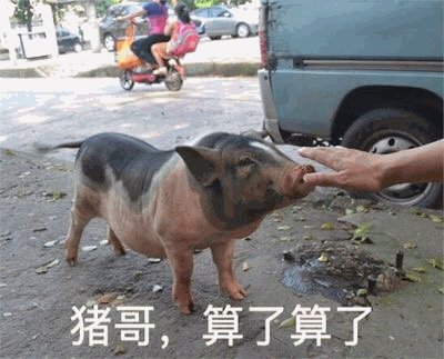 街头小猪被喂食，配文'猪哥，算了算了'