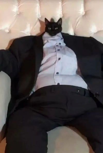 一只黑猫的头部被合成到一个穿着西装的人体上，坐在白色的沙发上，形成一种幽默的视觉效果。猫的表情看起来很严肃，与正式的西装形成有趣的对比。