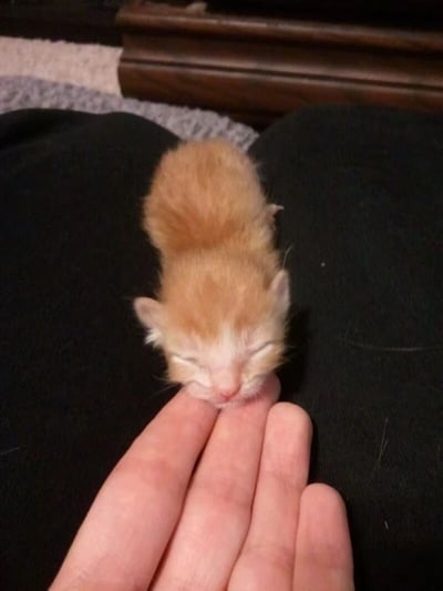一只超萌的小橘猫正趴在人的手掌上熟睡，眼睛紧闭，毛色呈温暖的橘黄色，体型非常娇小，看起来刚出生不久。小猫蜷缩着身体，整个身体几乎只占据了手掌的一小部分，展现出极度可爱和脆弱的模样。背景中可以看到深色的衣物和木质家具的边缘，整个画面传递出温馨治愈的氛围。
