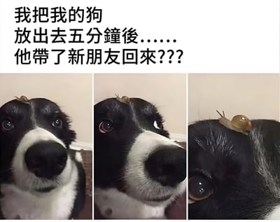 这是一张三格拼接的宠物搞笑梗图，上方配有文字"我把我的狗放出去五分鐘後……他帶了新朋友回來???"。三张图片均展示同一只黑白相间的狗，它的头顶上都有一只小蜗牛。第一张图中狗直视前方，表情略显困惑；第二张图中狗微微歪头，眼神中带着一丝惊讶；第三张图则是特写狗头顶上的蜗牛，突出这个意外的"新朋友"。整个梗图通过文字与图片的配合，营造出一种幽默的反差效果，狗狗带回来的"新朋友"竟然是一只蜗牛，令人忍俊不禁。