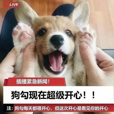 一张开心的柯基幼犬照片，狗狗张着嘴，露出舌头，眼睛睁大，显得非常兴奋。两只手分别握住狗狗的前爪，将其放在脸颊两侧。图片下方有红色和白色的文字区域，模仿紧急新闻插播的样式，写着“插播紧急新闻！狗勾现在超级开心！！”，并附有注释：“注：狗勾每天都很开心，但这次开心是看见你的开心”。整体风格轻松可爱，通过拟人化的“紧急新闻”形式突出狗狗的快乐情绪，传递温馨治愈的感觉。