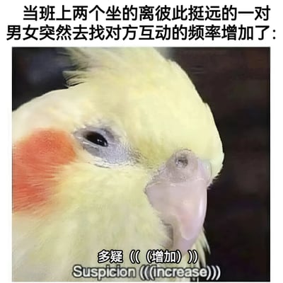 这张梗图展示了一只表情多疑的玄凤鹦鹉特写，上方配有文字：'当班上两个坐的离彼此挺远的一对男女突然去找对方互动的频率增加了：'，下方配有文字：'多疑 (((增加))) Suspicion (((increase))))'。图片通过鹦鹉怀疑的表情幽默地表现了同学们看到原本疏远的男女同学突然增加互动时的八卦心态和猜疑反应。