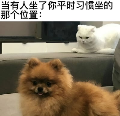 图片上方配有文字'当有人坐了你平时习惯坐的那个位置：'，下方是一张实拍照片：一只棕色的博美犬正坐在灰色沙发上，吐着舌头，表情看起来很开心；沙发靠背上则趴着一只白色猫咪，眼神冷漠且略带不悦地凝视着博美犬。图片通过宠物间的表情对比，幽默地展现了人们发现自己习惯的座位被他人占据时的内心OS，猫咪代表原座位主人的不爽，狗狗则代表占座者的无辜或不自知。