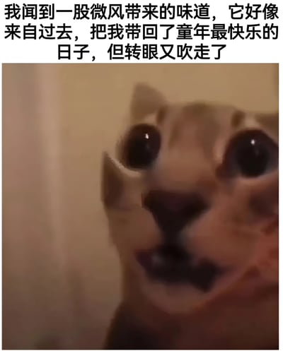 图片上方有一段文字："我闻到一股微风带来的味道，它好像来自过去，把我带回了童年最快乐的日子，但转眼又吹走了"。下方是一张模糊的猫咪特写照片，猫咪瞪着大大的眼睛，嘴巴微张，表情看起来非常惊讶，似乎真的闻到了什么特别的气味。