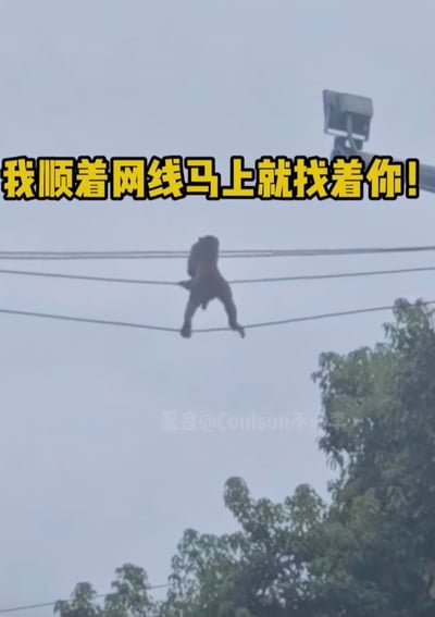 一只猴子倒挂在数条电线上，背景为灰蒙蒙的天空和部分树木顶端。图片上方有醒目的黄色加粗文字：“我顺着网线马上就找着你！”，通过将猴子攀爬电线的真实场景与“顺着网线找你”这一网络流行语结合，形成幽默调侃效果，常用于网络互动中回应他人挑衅或放狠话的情境。