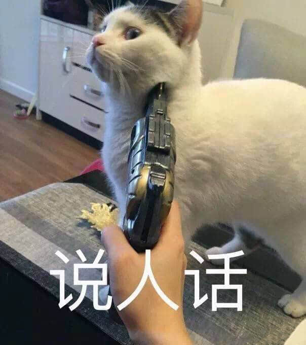 猫咪被玩具枪指着一脸惊恐：说人话！