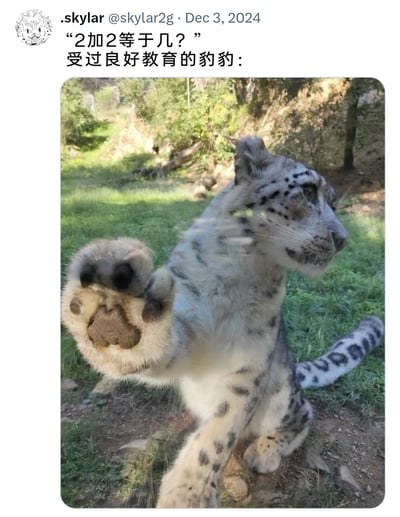 这是一张来自X（原Twitter）平台用户@skylar2g的趣味梗图，发布于2024年12月3日。内容以文字先提出数学问题“2加2等于几？”，随后标注“受过良好教育的豹豹：”，并搭配一张雪豹的实拍照片。照片中的雪豹侧坐在户外的草地上，抬起一只爪子朝向镜头，爪子的趾头与爪垫恰好形成4个的视觉效果，巧妙地对应2+2=4的答案，通过动物的可爱动作制造出诙谐的答题场景，充满趣味性。