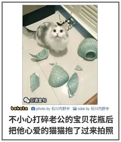 这是一张搞笑的图文混排静态图，画面主体是一只头顶戴着小花装饰的白色长毛猫咪，它睁着圆溜溜的眼睛，神态无辜地蹲坐在地面上，周围散落着一个被打碎的青绿色花瓶的碎片。图片下方配有中文文字：“不小心打碎老公的宝贝花瓶后把他心爱的猫猫抱了过来拍照”，表达了主人打碎花瓶后，想通过拍摄猫咪在碎片旁的照片，假装是猫咪打碎了花瓶，让猫咪“背锅”的搞笑想法，充满了生活趣味。