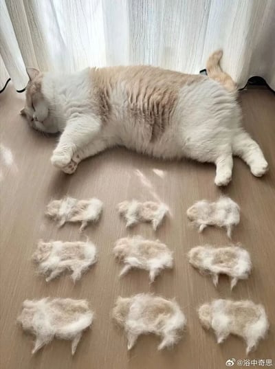一只可爱的胖猫侧躺在地板上，前方整齐地排列着九只用猫毛搓成的小猫形状，形成了趣味十足的“猫分身”效果。整体画面萌感十足，充满幽默气息。没有明显的谐音或双关，但通过掉毛的夸张表现，展现了撸猫日常和宠物主的无奈与可爱互动。