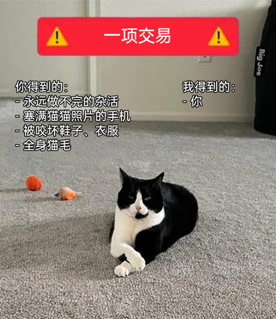 这是一张主打宠物主宠关系的趣味梗图，画面主体是一只趴在灰色地毯上的黑白奶牛猫，它表情淡定慵懒，一只前爪搭在另一只上，姿态放松。画面顶部设有红色带黄色警示标志的标题栏，标注“一项交易”，随后分左右两侧以对比的形式呈现内容：左侧是“你（铲屎官）得到的”，列出了养猫过程中需要承担的琐碎事务与“代价”——永远做不完的杂活、被猫猫照片占满的手机、被咬坏的鞋子和衣服、沾满全身的猫毛；右侧是“我（猫咪）得到的”，仅写了“你”一个词。通过这种看似极度“不平等”的交易对比，幽默夸张地展现了铲屎官在养猫时的付出与日常，同时凸显出猫咪在主宠关系中被宠爱的核心地位，精准戳中养猫人群的日常共鸣，充满治愈又搞笑的氛围。