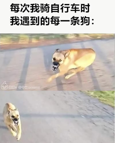 这是一张带字梗图，上方用加粗大字描述“每次我骑自行车时我遇到的每一条狗：”，下方两张狗追逐的模糊动感图片，夸张表现了许多人骑自行车时遇到狗追赶的幽默体验。狗的表情带有强烈的喜剧效果。

本图没有明显双关或谐音梗，但用视觉+文字营造矛盾冲突和吐槽氛围，容易引发骑行爱好者的共鸣和欢乐。