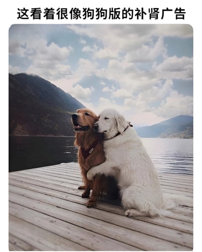 图片中两只狗狗（一只金毛犬和一只白色犬）坐在湖边的木质码头上，背景是连绵的山脉和多云的天空。金毛犬面向左侧，嘴巴微张似在微笑；白色犬则亲昵地将前爪搭在金毛犬肩上，头部依偎在其脖颈处，画面温馨和谐。图片顶部配有文字“这看着很像狗狗版的补肾广告”，通过将狗狗间的亲密互动场景与常见的补肾保健品广告中营造的“健康、活力、亲密”氛围进行幽默类比，形成恶搞效果。