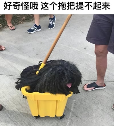 图片中一只黑色卷毛狗蜷缩在黄色拖把桶里，身上搭着一根拖把杆，蓬松的毛发与拖把形态相似，从视觉上看仿佛成了拖把的一部分。周围有几个人的腿部露出，穿着拖鞋和运动鞋。图片上方配有文字“好奇怪哦 这个拖把提不起来”，通过狗狗与拖把的外形巧合制造幽默效果，展现出生活中偶然发生的趣味场景。