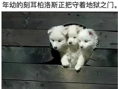 这是一张充满趣味的玩梗图片，上方配有文字“年幼的刻耳柏洛斯正把守着地狱之门”，图片主体是三只软萌的白色幼犬，它们挤在深色木板的圆形孔洞中，一起探出头和前爪，模样懵懂可爱。图片利用希腊神话中看守冥界大门的三头犬刻耳柏洛斯的设定，将三只同处一个孔洞的幼犬类比为年幼的三头犬，用严肃的神话设定和软萌的宠物画面形成强烈的反差感，制造出幽默搞笑的效果，把普通的宠物日常场景赋予了神话趣味，让原本威严的神话形象变得可爱接地气。