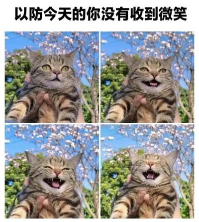 图片上方有一行文字'以防今天的你没有收到微笑'，下方是2x2的四宫格布局，每张图中都是同一只虎斑猫被人用手托着前爪，背景是蓝天白云和盛开的粉色花朵树木。四张图中猫咪表情依次变化：第一张表情平静，第二张微微张嘴露出微笑，第三张眯起眼睛笑得更开心，第四张张大嘴巴开怀大笑，整体传递出治愈、温暖的氛围，旨在给看到图片的人带来好心情。