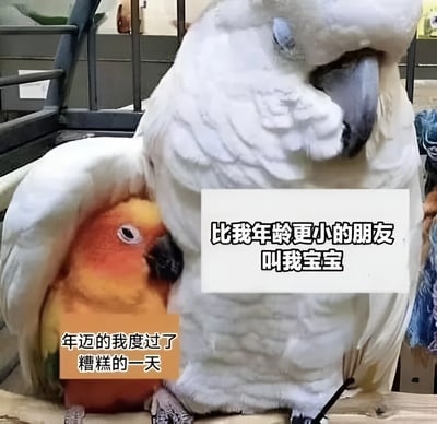 图片中一只体型较大的白色凤头鹦鹉用翅膀环绕着一只体型较小的橙色鹦鹉，营造出温馨的保护姿态。大鸟看起来有些疲惫，小鸟则显得关切。图片上添加了两行文字：右侧写着“比我年龄更小的朋友叫我宝宝”，左下角写着“年迈的我度过了糟糕的一天”。这张图通过拟人化的手法，幽默地表现了年龄差距较大的朋友间的温暖互动，以及在糟糕日子里获得慰藉的情景。