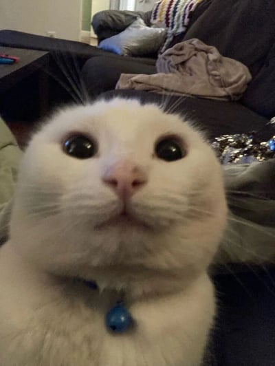 一张近距离拍摄的白猫特写照片。画面中心是一只毛发雪白的猫咪，它有着圆溜溜的黑色大眼睛，正直勾勾地向上注视，表情呆萌又充满好奇。猫咪脖子上戴着一个蓝色的铃铛项圈，项圈上的铃铛清晰可见。背景是一个温馨的客厅场景，能看到深色的沙发，沙发上随意放着灰色的毯子和一些衣物，远处还有茶几和其他家具，整体氛围充满生活气息。
