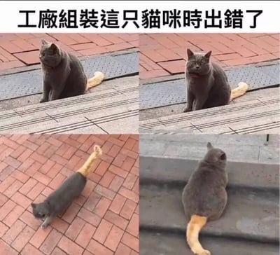 这是一张四格拼接的趣味梗图，顶部配有文字“工厂组装这只猫咪时出错了”。四张图分别从不同角度拍摄了一只灰蓝色的猫咪，该猫咪通体毛发为灰蓝色，唯独尾巴是浅橘黄色，毛色反差极大，仿佛是拼接失误的产物。四张图依次展示了猫咪侧身坐看向一旁、正面坐看向镜头、低头行走的俯拍视角、背向镜头而坐的视角，全方位凸显了其身体和尾巴毛色不统一的违和感，氛围十分搞笑。