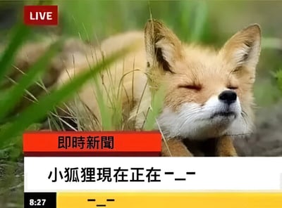一张模仿新闻直播画面的搞笑图片，画面主体是一只趴在绿色草地上熟睡的小狐狸，它闭着眼睛，表情十分安详。图片左上角有红色的"LIVE"标识，下方有红色的"即時新聞"标题栏，再下面是白色背景的文字区域写着"小狐狸現在正在 --"，底部黄色区域有"--"和时间"8:27"。通过新闻播报的严肃形式与小狐狸睡觉的悠闲内容形成反差萌，制造幽默效果。