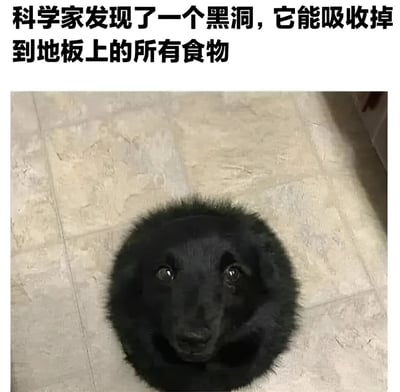 图片上方配有文字‘科学家发现了一个黑洞，它能吸收掉到地板上的所有食物’，下方是一只黑色的狗趴在浅色瓷砖地板上，狗狗的身体和头部形成圆形轮廓，从上方看酷似一个‘黑洞’，幽默地将天体物理学中的‘黑洞’概念与宠物狗喜欢吃地上食物的行为结合，制造出概念双关的搞笑效果。