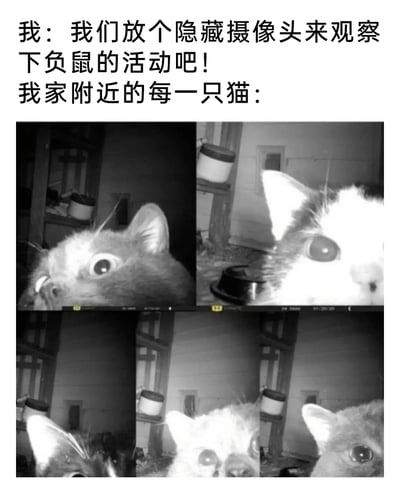 这是一张反差感拉满的搞笑梗图，上方配有文字：“我：我们放个隐藏摄像头来观察下负鼠的活动吧！我家附近的每一只猫：”，下方是四张夜视摄像头视角拍摄的猫咪照片。照片里的猫咪们都瞪大了眼睛，好奇地凑近镜头，原本计划用来观察负鼠的隐藏摄像头，完全被附近充满好奇心的猫咪占领，用计划与现实的反差制造出幽默效果，生动展现了猫咪旺盛的好奇心和爱凑热闹的天性。